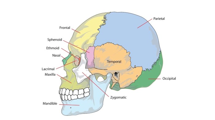 Occipital torus vs occipital bun