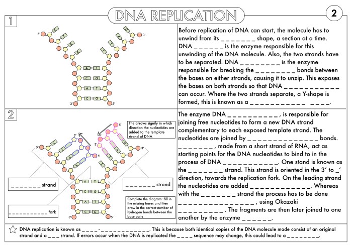 Dna structure and replication worksheet