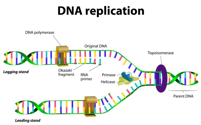 Dna structure and replication worksheet