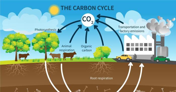 Carbon cycle gizmo answer key activity b