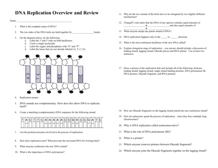 Dna structure and replication worksheet