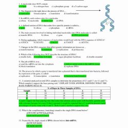 Dna structure and replication worksheet