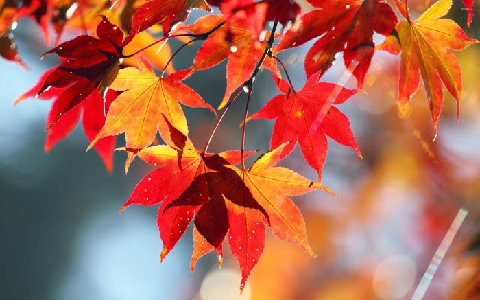 Maple leaves autumn leaf branch branches wallpaper red wallpapers maples beautiful fall background bokeh nature anime wallpaperup desktop resolutions log