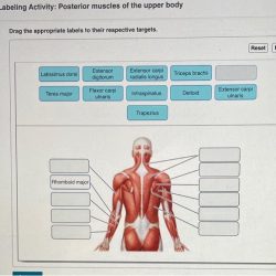 Art-labeling activity: posterior muscles of the upper body