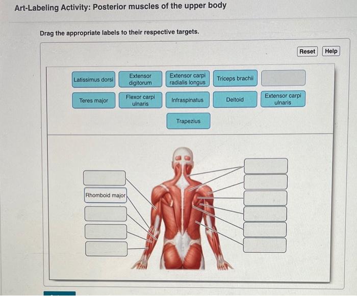 Art-labeling activity: posterior muscles of the upper body