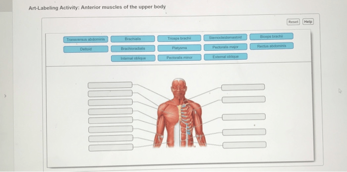 Muscles posterior labeled skeletal muscular biology bio103