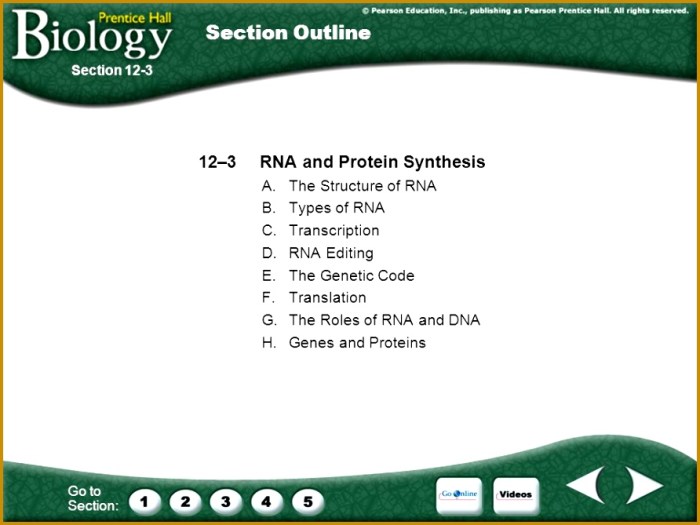 Chapter 13 rna and protein synthesis answer key