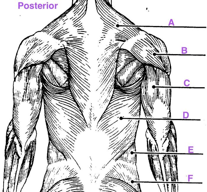 Art-labeling activity: posterior muscles of the upper body